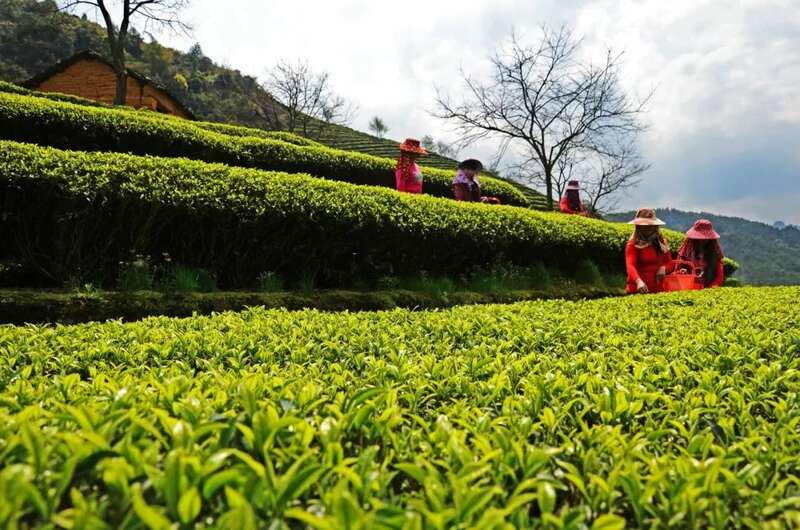 想要直播间卖春茶爆单？deepseek这样说