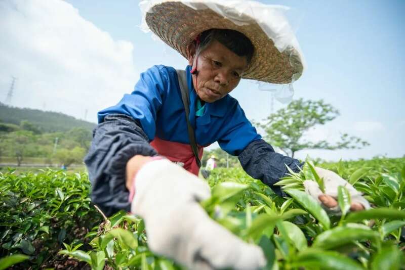 想要直播间卖春茶爆单？deepseek这样说