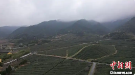 气温骤变如“过山车” 对浙江绍兴春茶影响不大