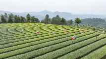 四川威远5万余亩春茶全面开采