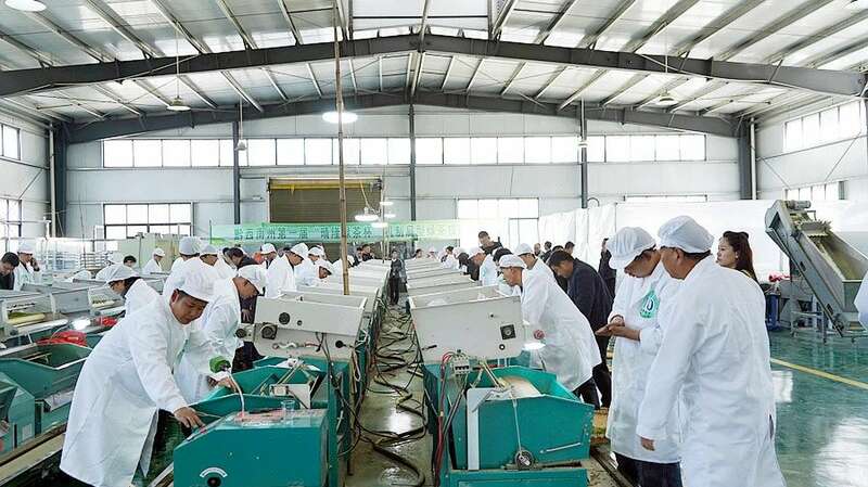 黔西南州第一届“晴隆绿茶杯”机制扁形绿茶技能大赛在沙子镇举行