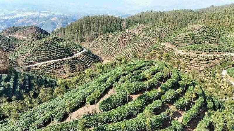 以茶为媒·共赢未来——2025年茶产业高质量发展大会暨第四届贵州（晴隆早春茶）全国采购商系列活动举行