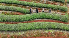 东峰镇：科特派来支招 助力茶产业发展