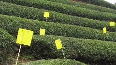 东峰镇：科特派来支招 助力茶产业发展