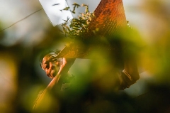 樊生华：‌守护西湖龙井的未来