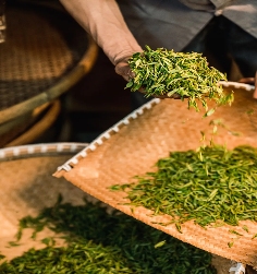 樊生华：‌守护西湖龙井的未来