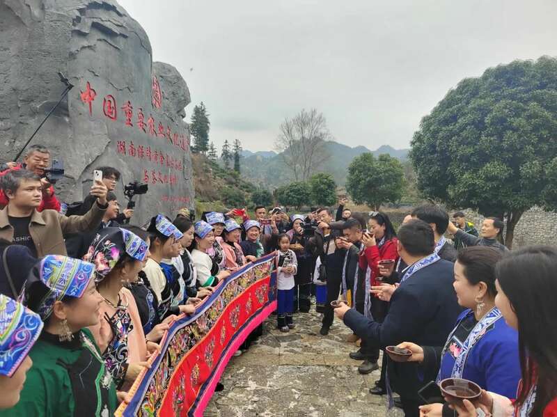 湖南最早茶园开采啦！