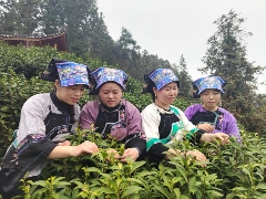 湖南最早茶园开采啦！