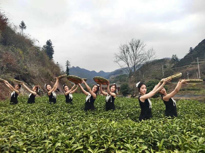 湖南最早茶园开采啦！