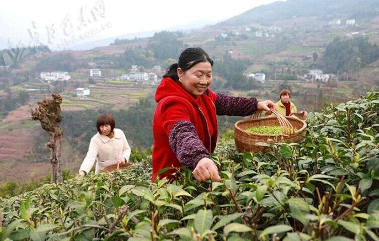 抢“鲜”上市！溪丘湾乡第一茬新茶开采