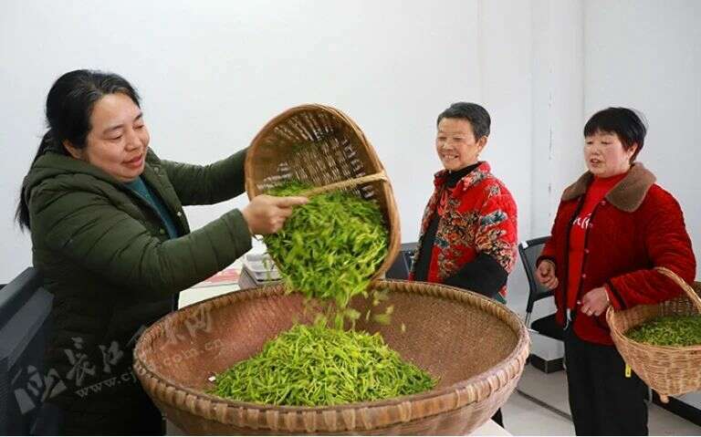 抢“鲜”上市！溪丘湾乡第一茬新茶开采