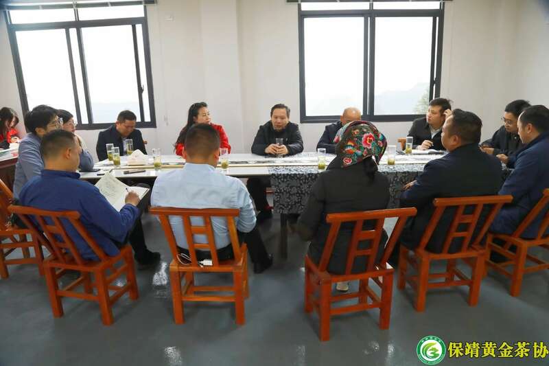 保靖黄金茶产业“四驾马车”齐发力 深入调研春茶生产