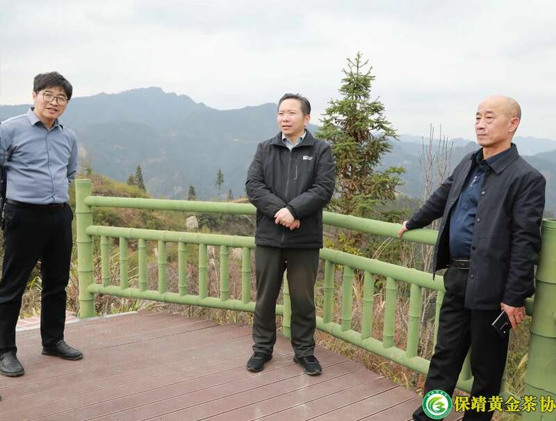 保靖黄金茶产业“四驾马车”齐发力 深入调研春茶生产