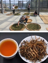 滇红茶香飘联合国，非遗技艺展风采