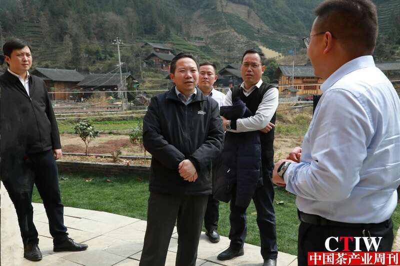 保靖黄金茶产业“四驾马车”齐发力 深入调研春茶生产