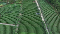 昭平茶“香”飘海内外 茶产业乘双循环东风腾飞