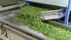 昭平茶“香”飘海内外 茶产业乘双循环东风腾飞