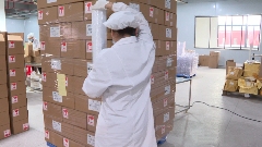 昭平茶“香”飘海内外 茶产业乘双循环东风腾飞