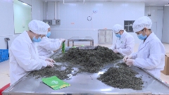 昭平茶“香”飘海内外 茶产业乘双循环东风腾飞