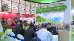 昭平茶“香”飘海内外 茶产业乘双循环东风腾飞