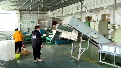 普定：春茶采摘倒计时 多举措备战开采