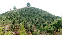 普定：春茶采摘倒计时 多举措备战开采