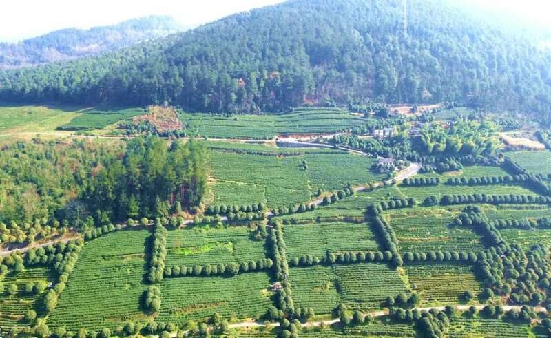 春到黔北茶飘香！正安2025年首批春茶开采