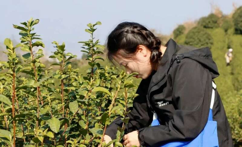 春到黔北茶飘香！正安2025年首批春茶开采