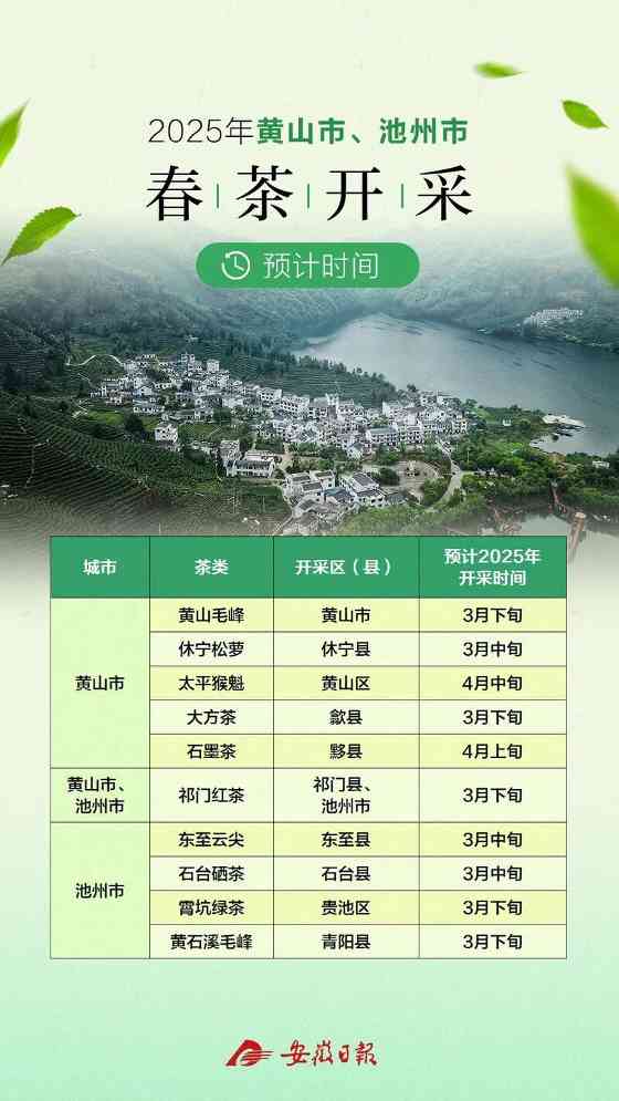 黄山春茶啥时候开采？最全的预计时间来了！