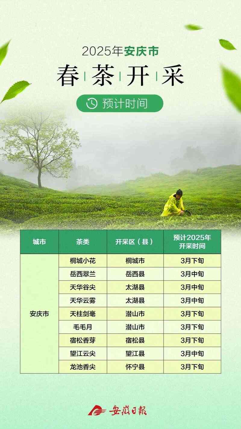 黄山春茶啥时候开采？最全的预计时间来了！