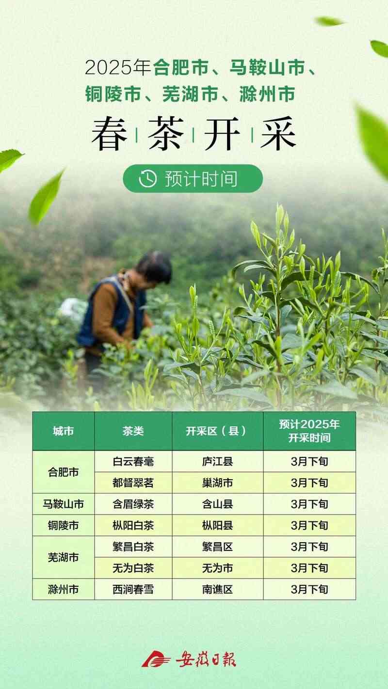 黄山春茶啥时候开采？最全的预计时间来了！