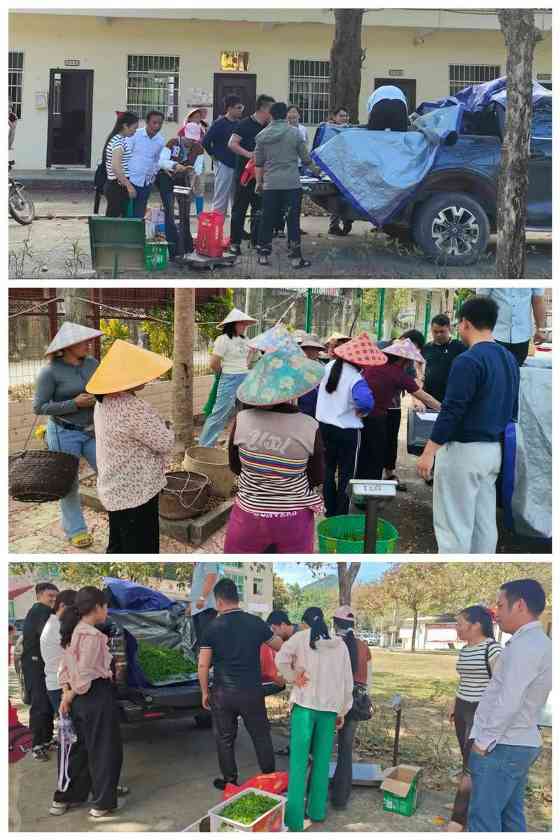 白沙县南开乡：深山野茶抽新芽 产业增收有新招