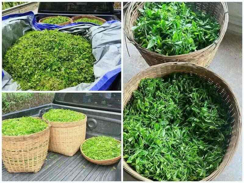 白沙县南开乡：深山野茶抽新芽 产业增收有新招