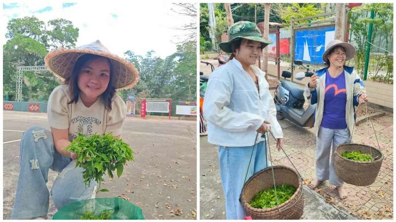 白沙县南开乡：深山野茶抽新芽 产业增收有新招