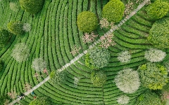 贺州：茶香四溢，产业腾飞