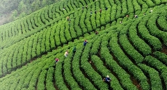 贺州：茶香四溢，产业腾飞