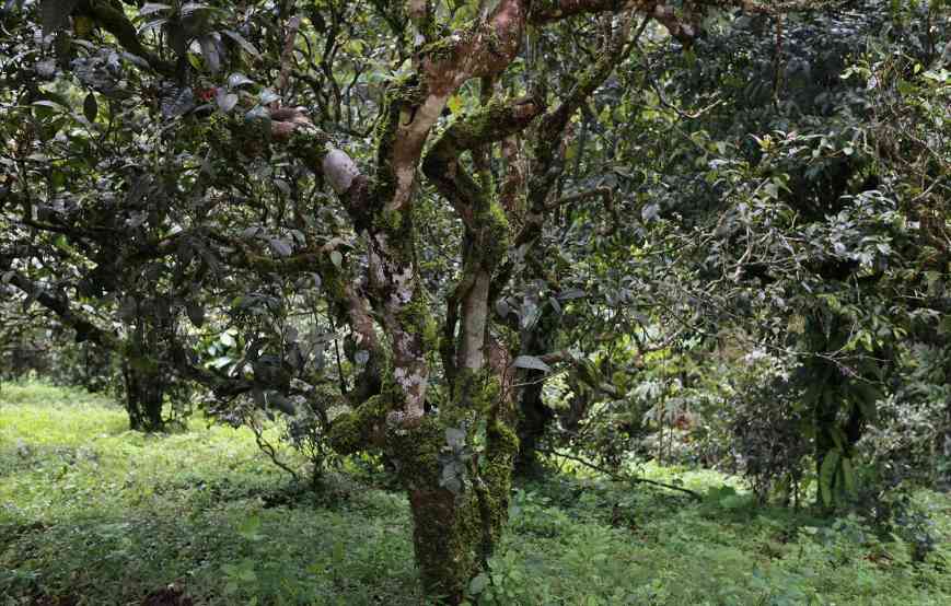 普洱茶收藏指南：四大标准教你选对值得珍藏的好茶