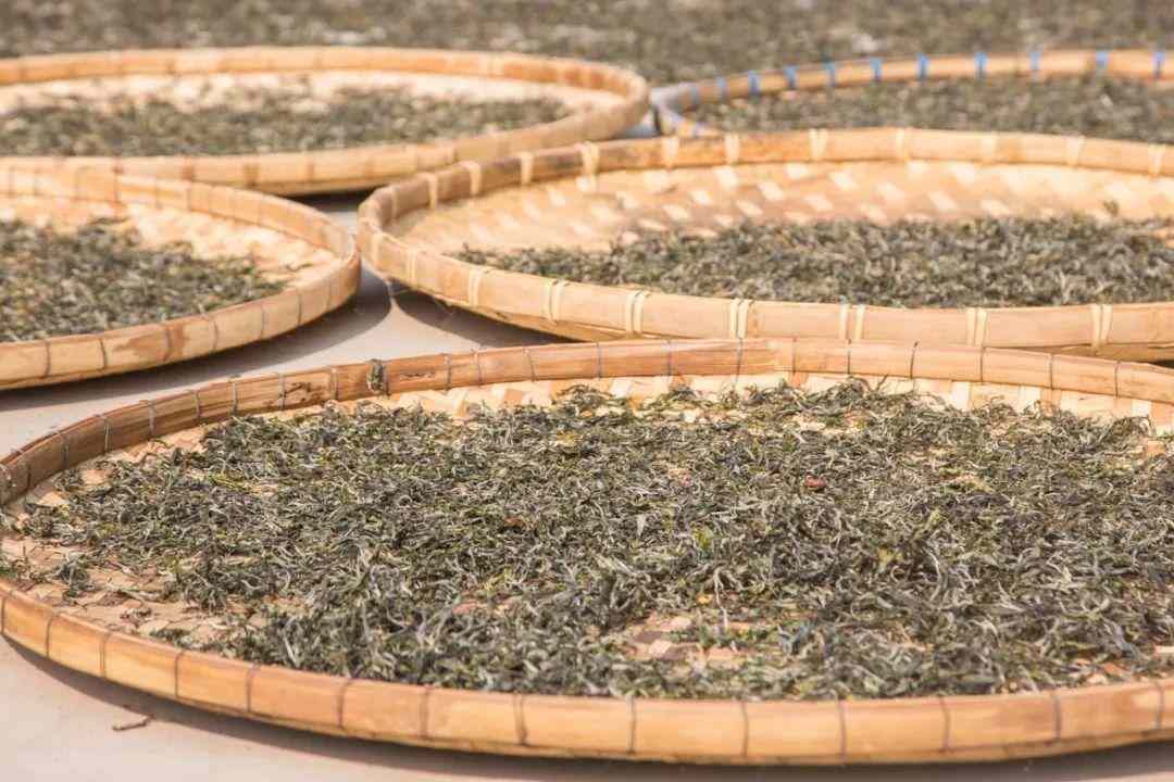 普洱茶收藏指南：四大标准教你选对值得珍藏的好茶