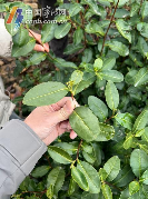 宁波地产春茶采摘时间将比往年略有推迟