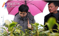 宁波地产春茶采摘时间将比往年略有推迟