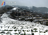 宁波地产春茶采摘时间将比往年略有推迟