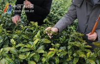 宁波地产春茶采摘时间将比往年略有推迟