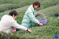 三峡库区：早春茶开采