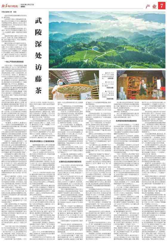 新华社发重磅长文：来凤藤茶如何花30年时间“出山”又出圈