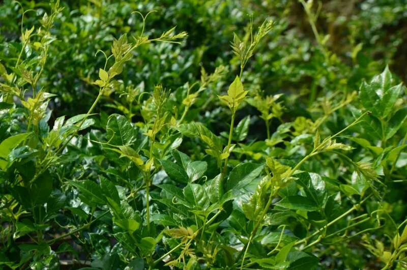 新华社发重磅长文：来凤藤茶如何花30年时间“出山”又出圈