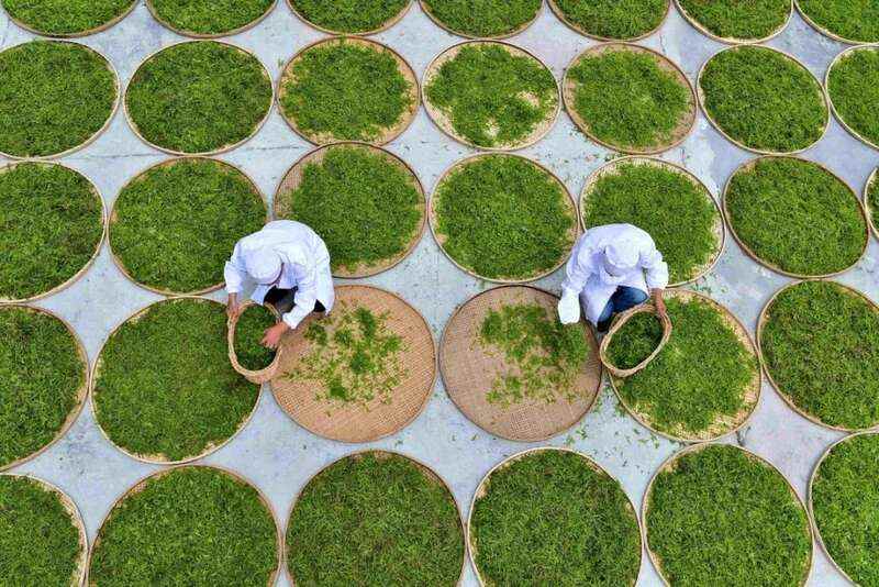 新华社发重磅长文：来凤藤茶如何花30年时间“出山”又出圈