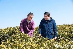 全国人大代表广德市新杭镇金鸡笼村党总支书记杨广奇：“沏”好一杯致富茶