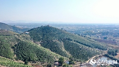 全国人大代表广德市新杭镇金鸡笼村党总支书记杨广奇：“沏”好一杯致富茶