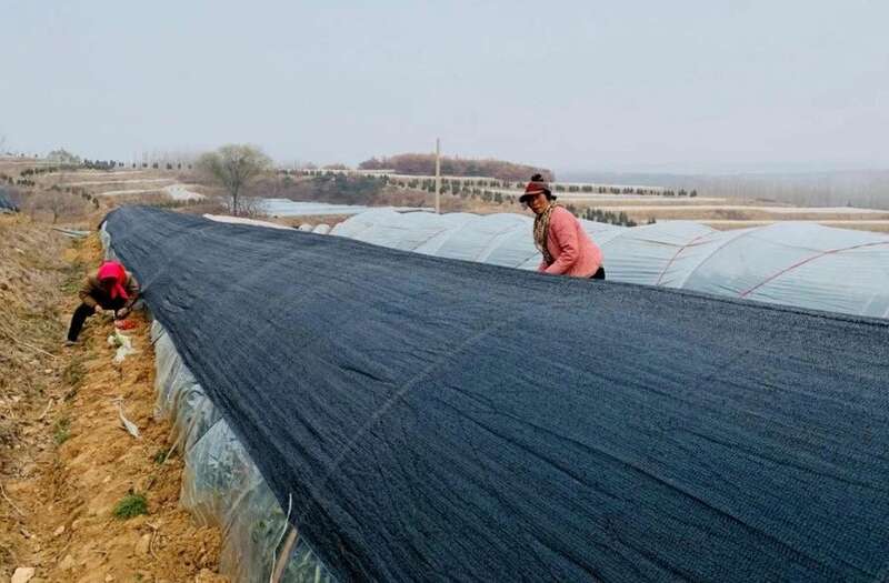 春茶生产关键期，掌握这些提质增产小妙招