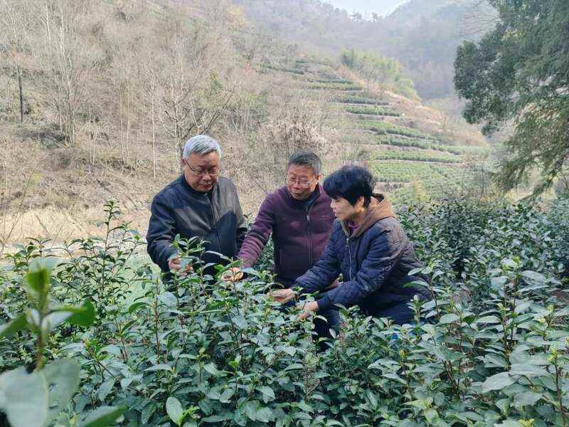 大佛龙井春茶规模开采，预计在3月10日左右